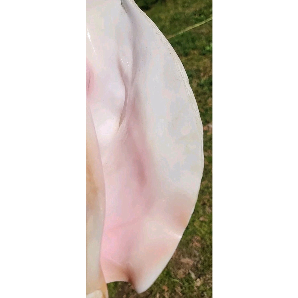 Vintage Queen Stromb Conch Shell Nautical Art Pink Natural - Picture 10 of 12